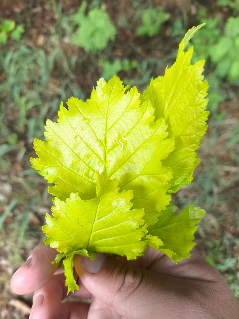 Feld-Ulme — Bild 4