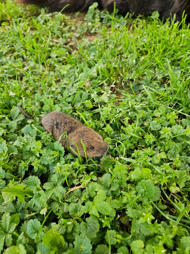 Feldmaus — Bild 5