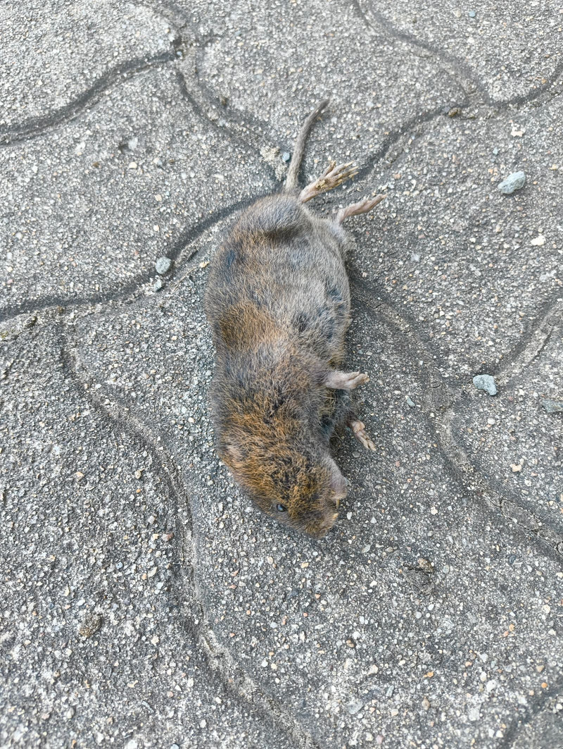 Feldmaus — Bild 4