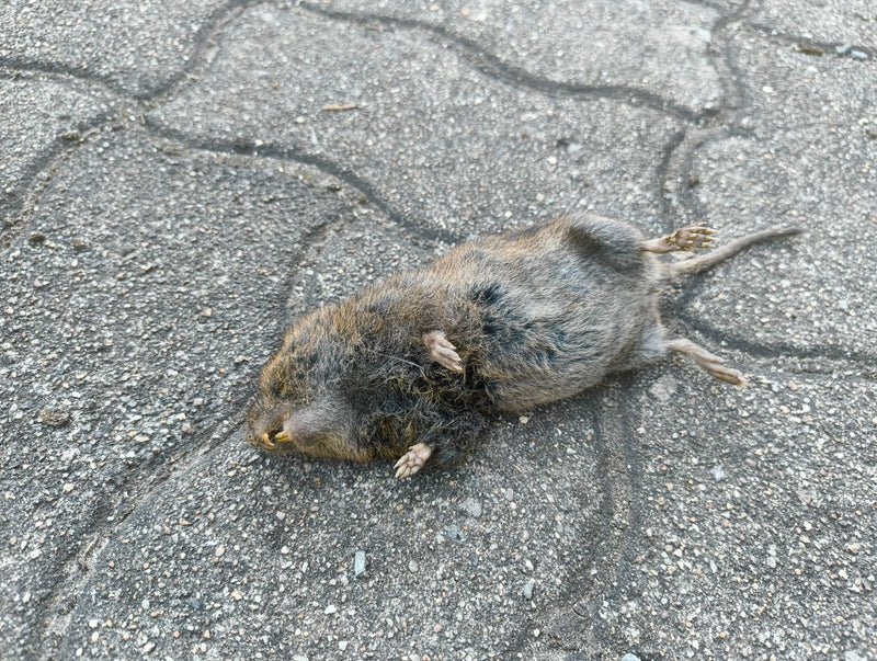 Feldmaus — Bild 1