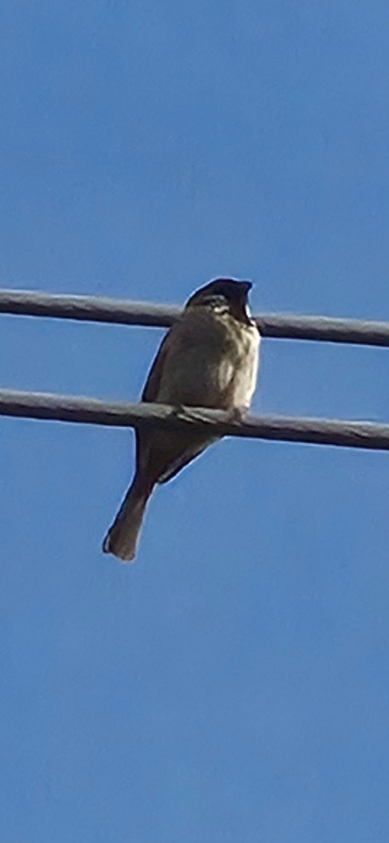 Feldsperling — Bild 3