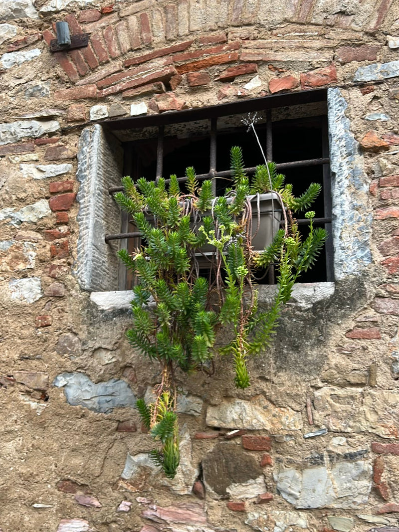 Felsen-Fetthenne — Bild 4