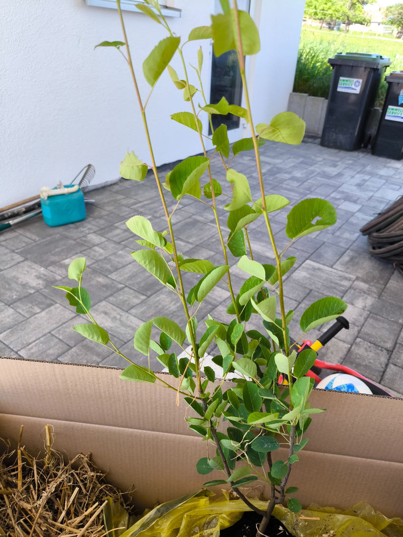Felsenbirne — Bild 1