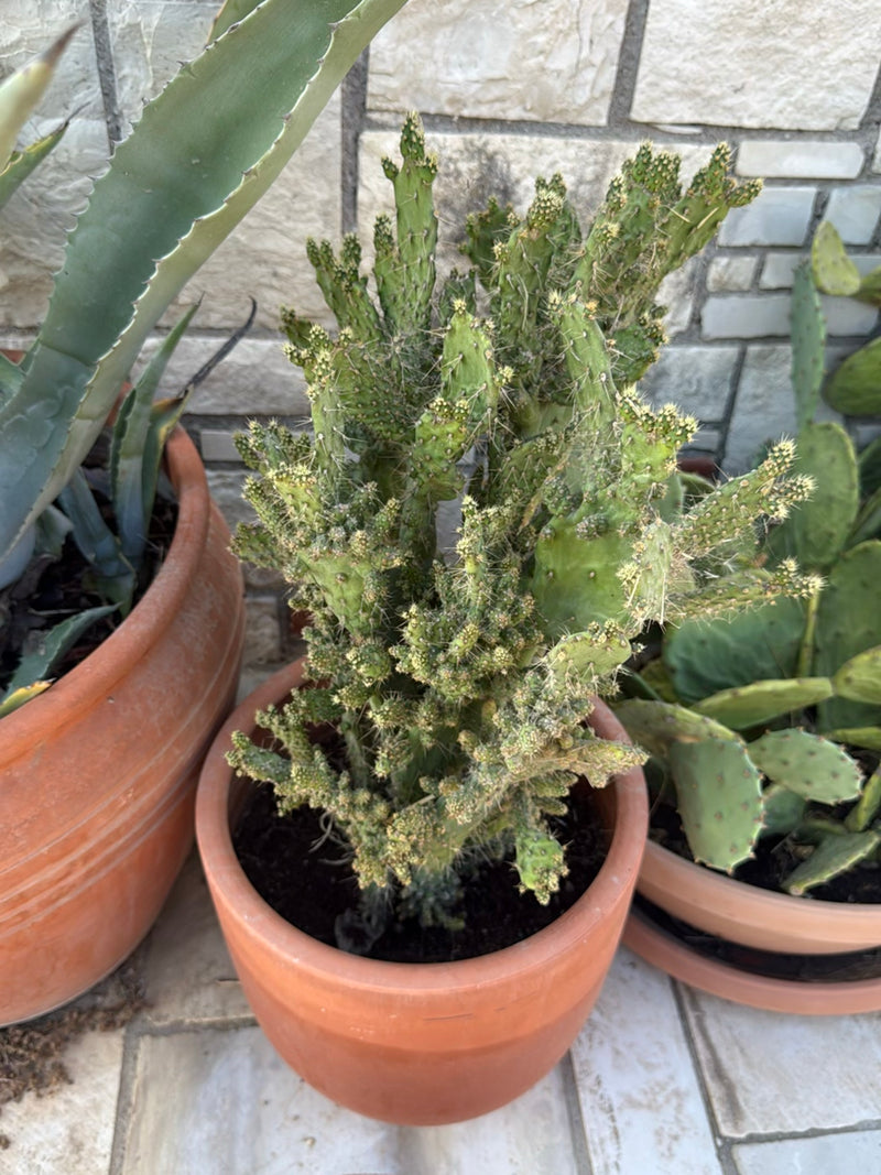 Felsenkaktus — Bild 3