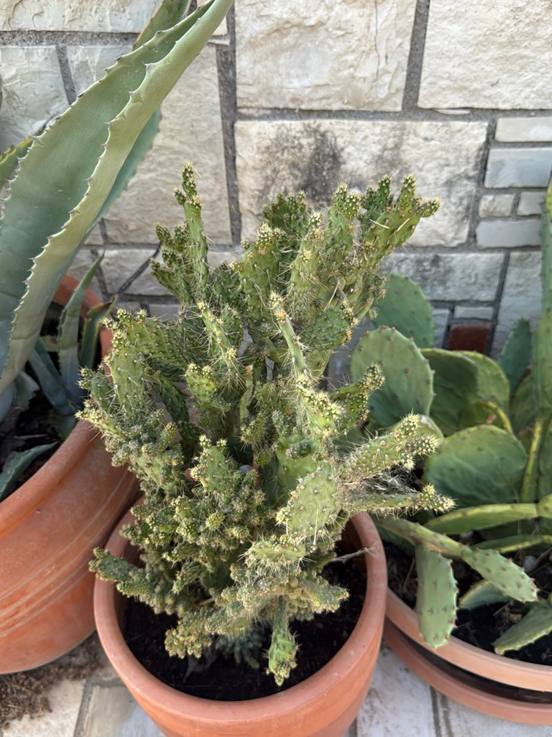 Felsenkaktus — Bild 2