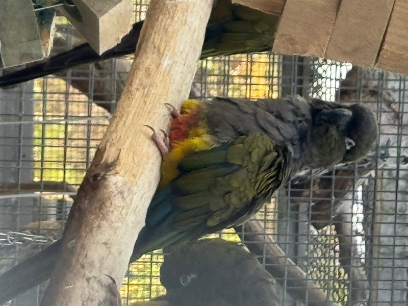 Felsensittich — Bild 3 von 6