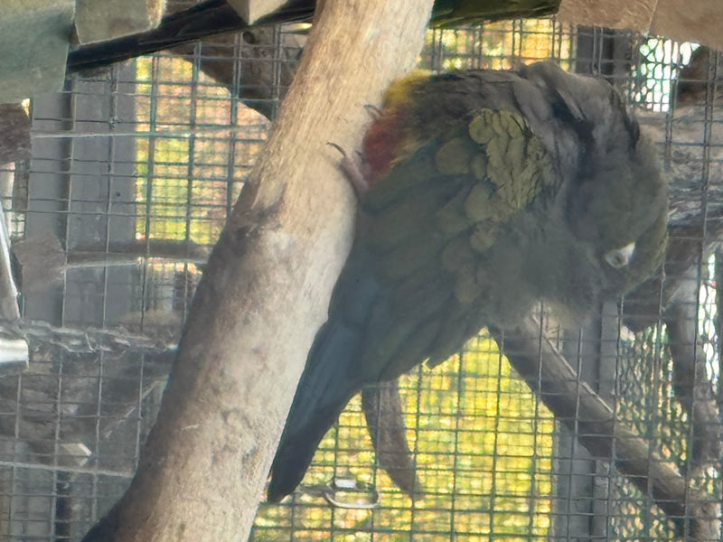 Felsensittich — Bild 5 von 6