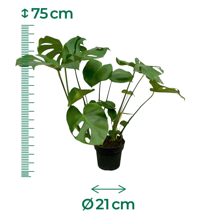 Fensterblatt 'Monstera Deliciosa' - Ø21cm - ↕75cm - Üppiges grünes Blätterwerk für dein Zuhause