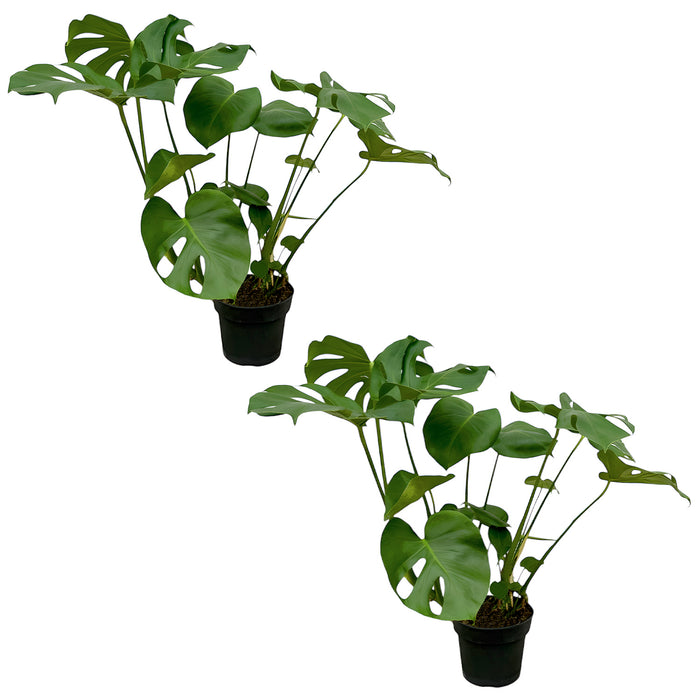 Fensterblatt 'Monstera Deliciosa' - Ø21cm - ↕75cm - Üppiges grünes Blätterwerk für dein Zuhause