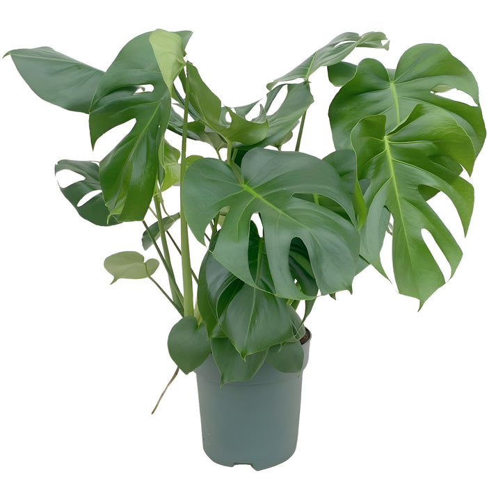 Monstera Deliciosa - Ø24cm - ↕80cm - Grande plante d'intérieur au feuillage impressionnant🌿