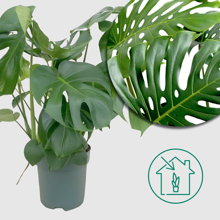 Monstera Deliciosa - Ø24cm - ↕80cm - Grande plante d'intérieur au feuillage impressionnant🌿