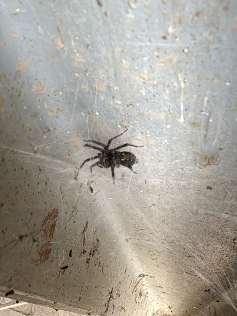 Fensterspinne — Bild 2