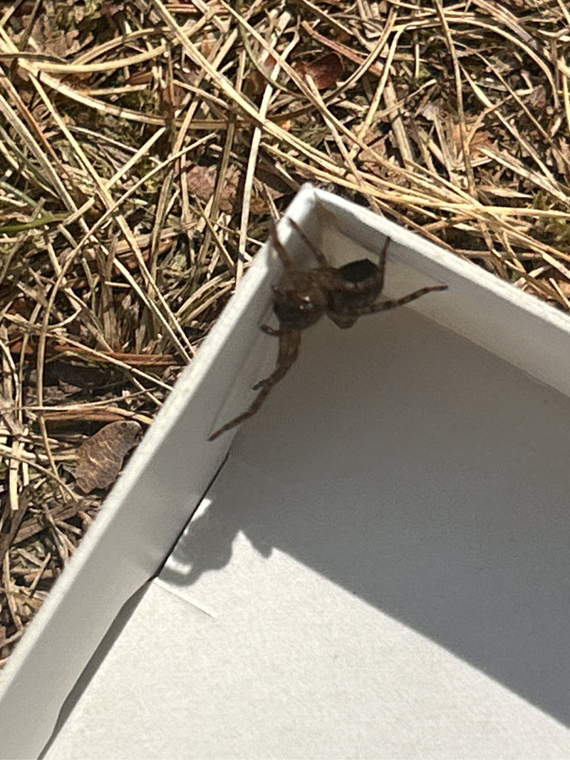 Eine Fensterspinne sitzt am Rand einer weißen Schachtel, die auf trockenem Nadel- und Waldboden liegt. Die Aufnahme zeigt das Tier von oben.
