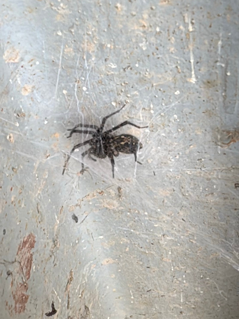 Fensterspinne — Bild 1