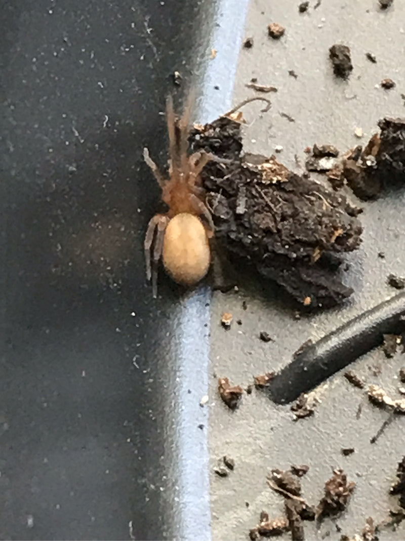 Fensterspinne — Bild 5 von 20
