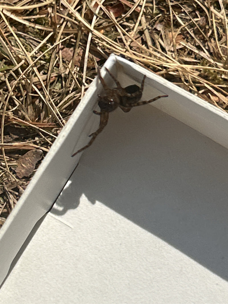 Eine Fensterspinne sitzt auf dem Rand einer weißen Schachtel, die auf dem Waldboden liegt.