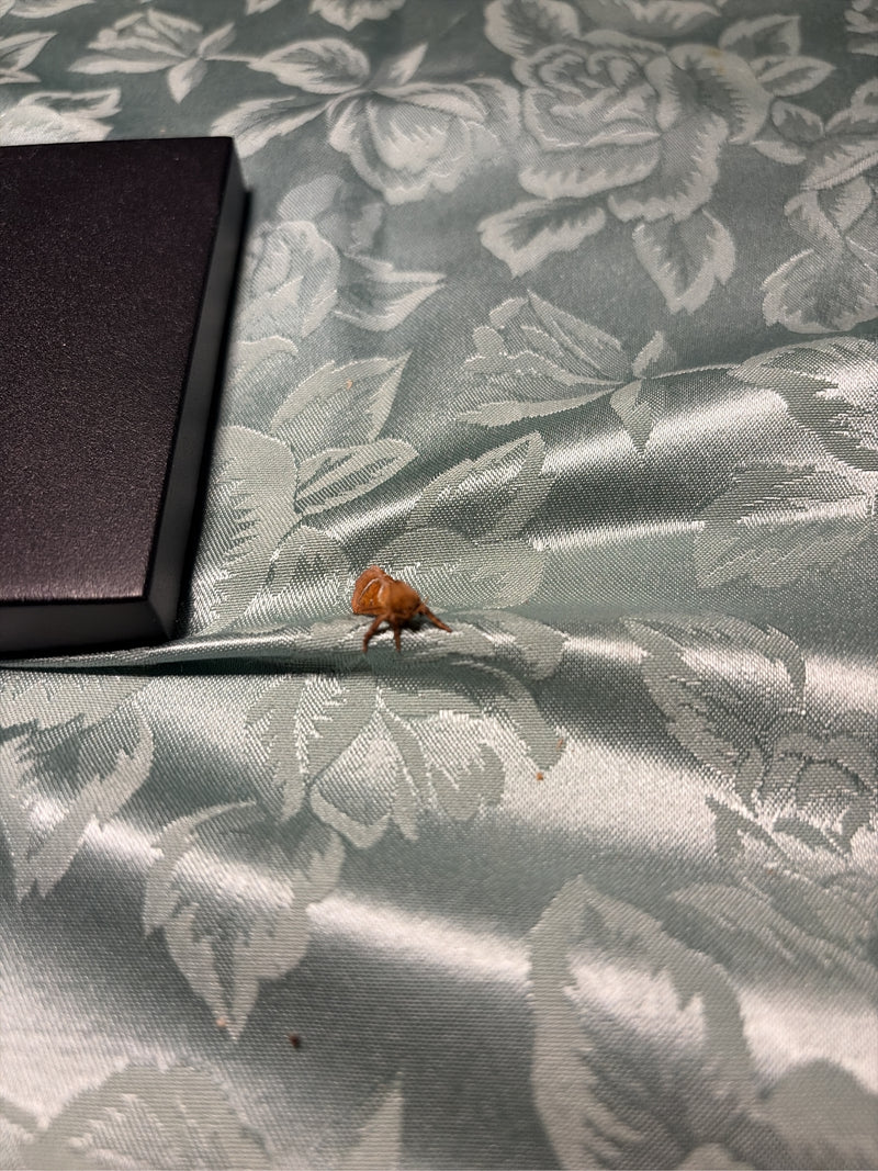 Ein Festes Schneckenspinnerchen sitzt auf einer gemusterten Stoffoberfläche neben einem dunklen Gegenstand.