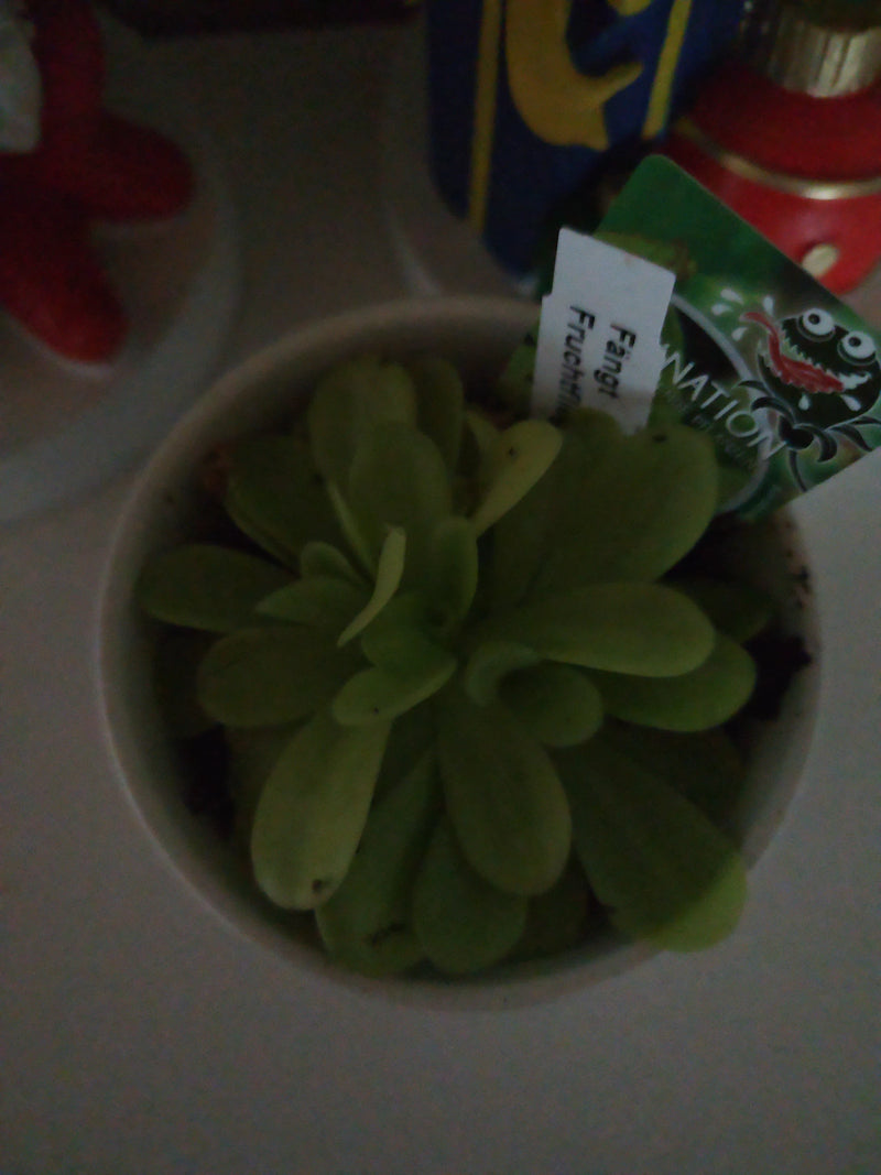 Eine Fettkraut-Pflanze (Pinguicula) mit fleischiger Blattrosette wächst in einem Pflanztopf, versehen mit einem Schildchen.