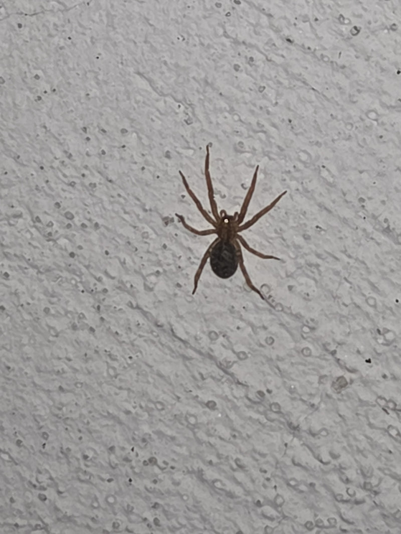Gewöhnliche Fettspinne — Bild 4