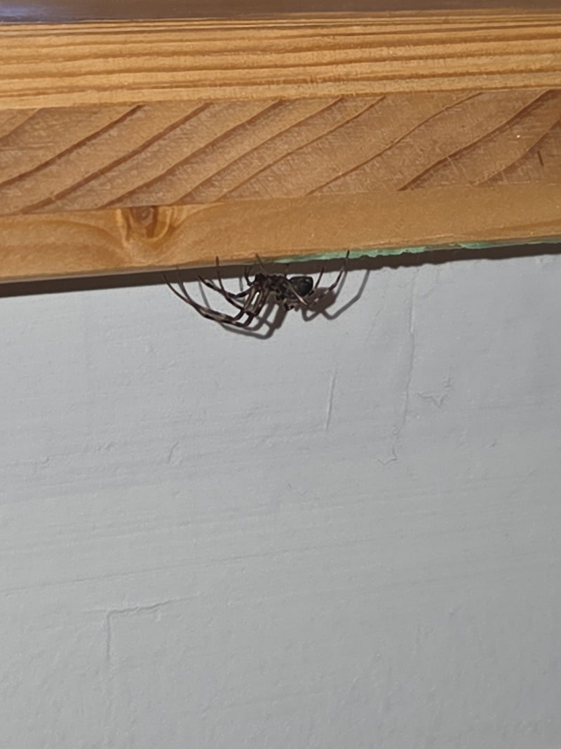Gewöhnliche Fettspinne — Bild 5
