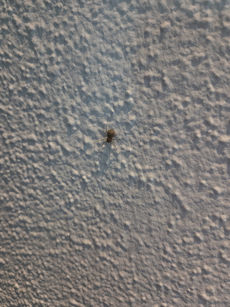Gewöhnliche Fettspinne — Bild 3