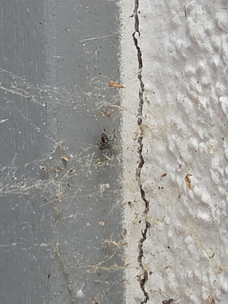 Gewöhnliche Fettspinne — Bild 2