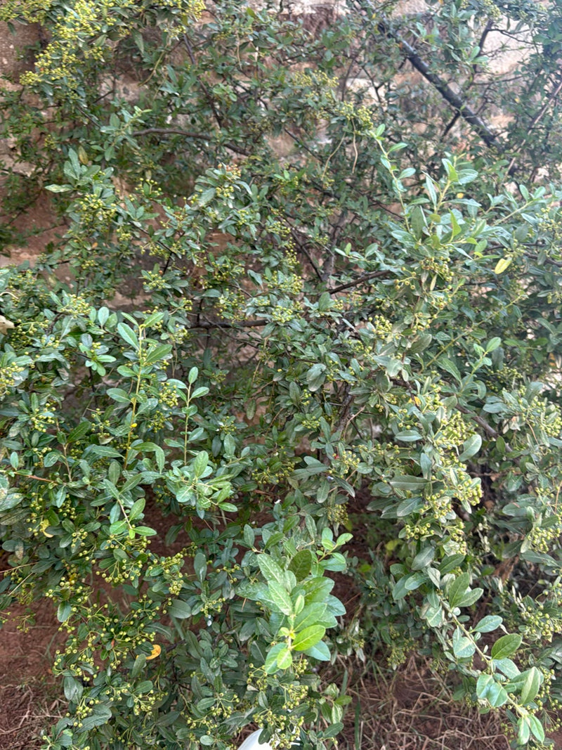 Zu sehen ist ein dichter Strauch mit kleinen grünen Beeren und länglichen Blättern vor einer Wand. Die Pflanze zeigt typische Merkmale des Feuerdorns.