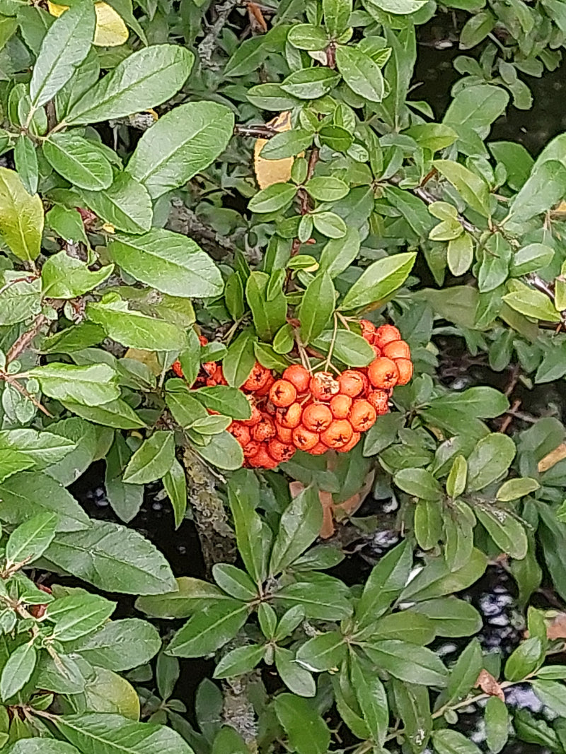 Das Bild zeigt einen Zweig des Feuerdorns mit dichten, grünen Blättern und auffälligen, leuchtend roten Beeren.