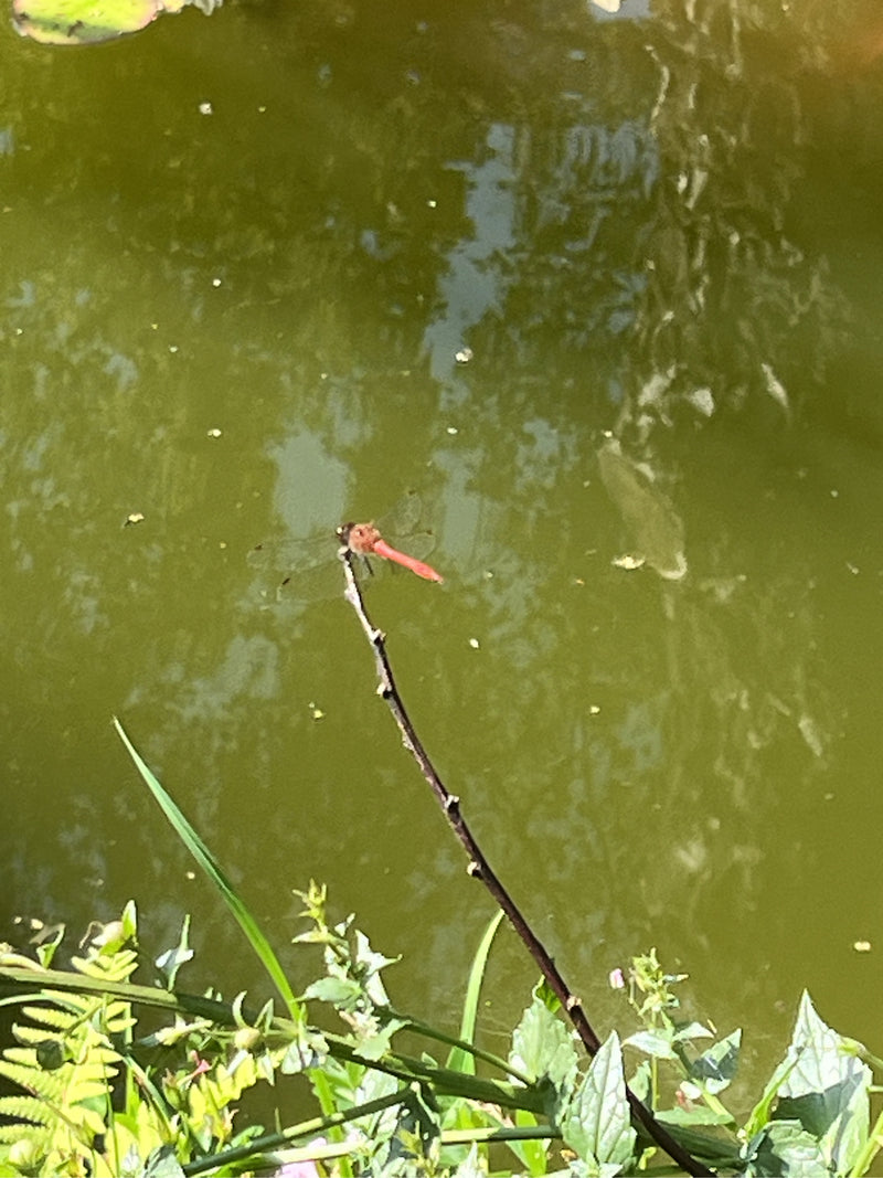 Feuerlibelle — Bild 3