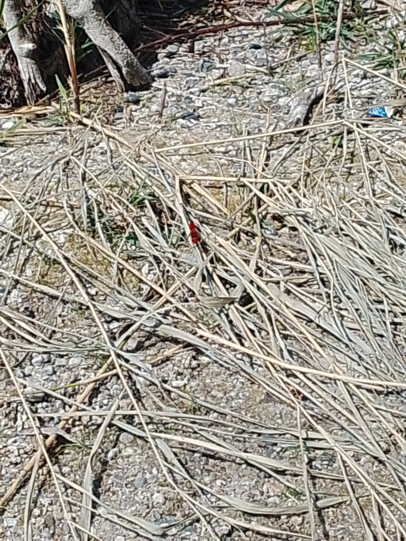 Feuerlibelle — Bild 1
