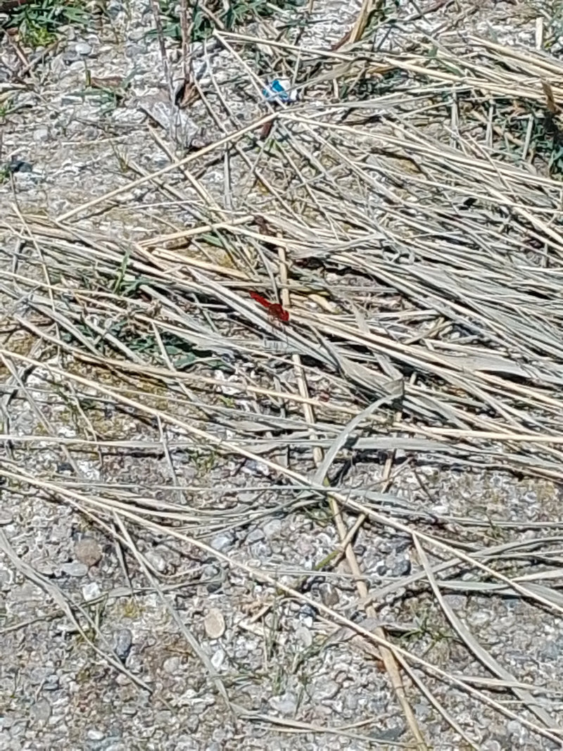 Feuerlibelle — Bild 2