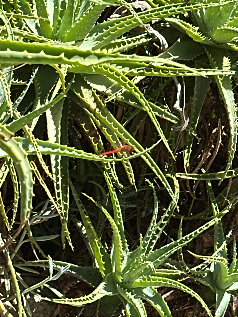 Feuerlibelle — Bild 3 von 5