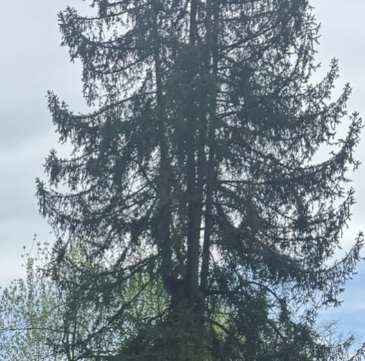 Gemeine Fichte — Bild 2