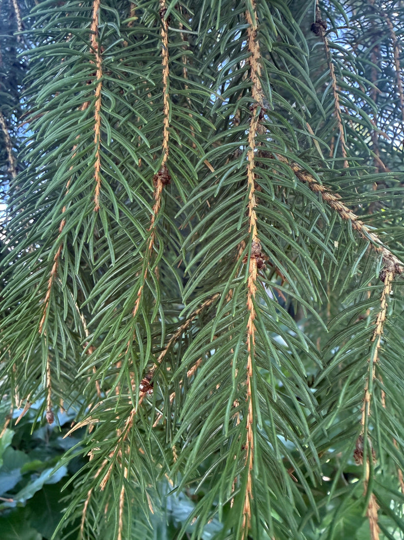 Gemeine Fichte — Bild 4
