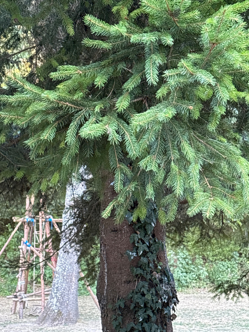 Gemeine Fichte — Bild 5