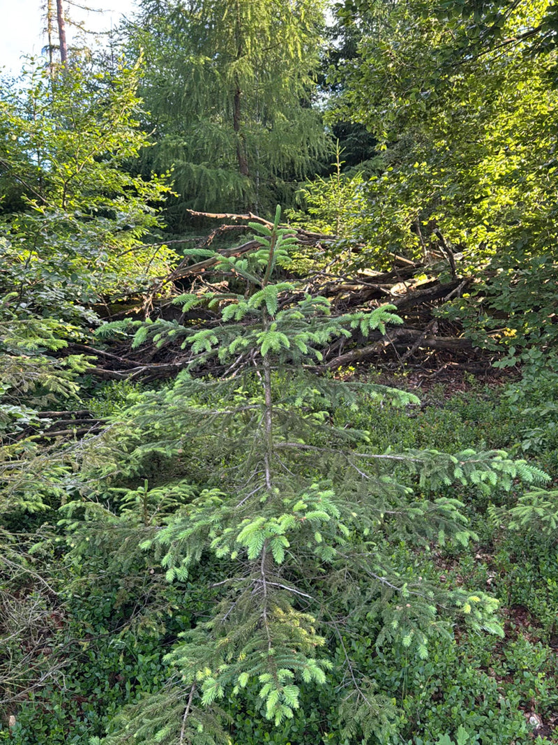 Gemeine Fichte — Bild 2