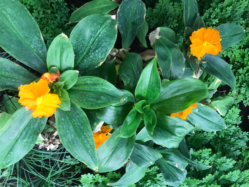 Fiery Costus — Bild 2 von 2