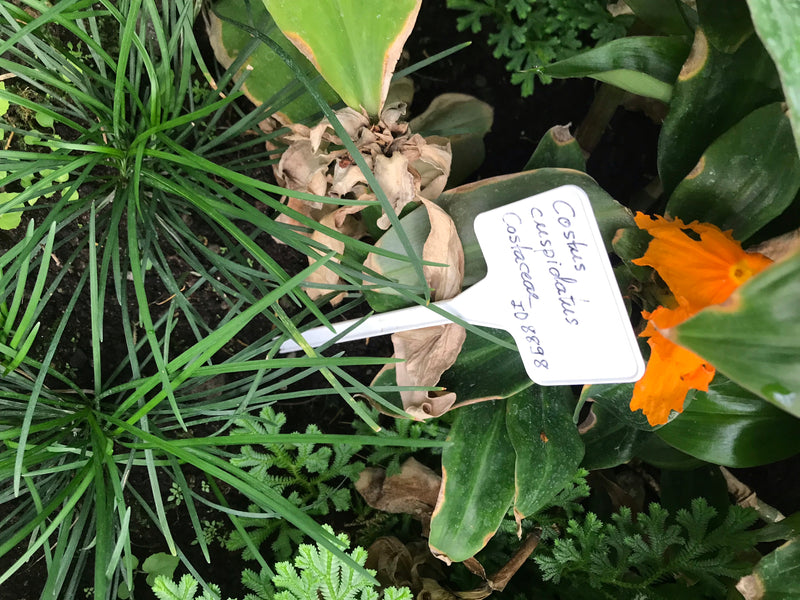 Fiery Costus — Bild 1 von 2
