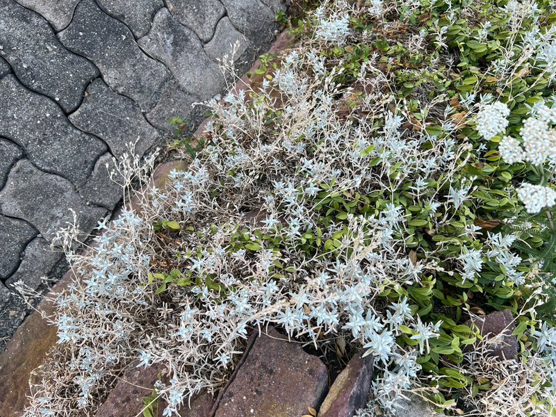 Filziges Hornkraut — Bild 1