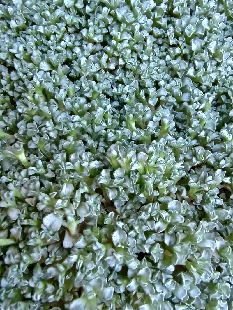 Filziges Hornkraut — Bild 1 von 2