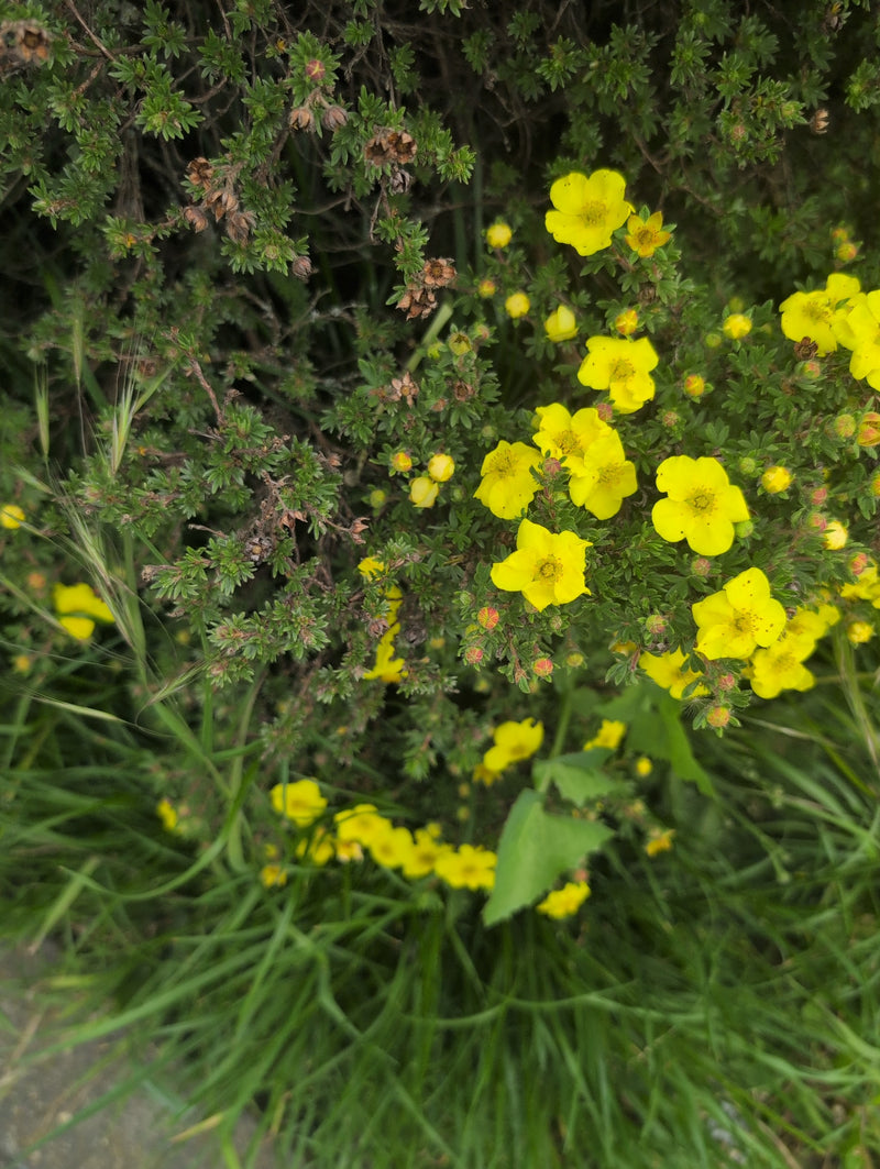 Fuenffingerstrauch — Bild 2