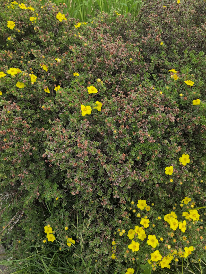 Fuenffingerstrauch — Bild 1