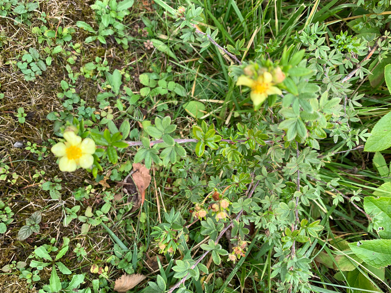 Zu sehen ist ein Fünffingerstrauch mit gelben Blüten und gefingerten Blättern, der auf einer Wiese wächst. Die Aufnahme zeigt die Pflanze von oben in ihrer n...