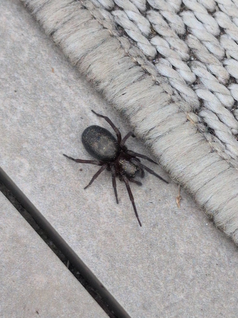 Finsterspinne — Bild 3