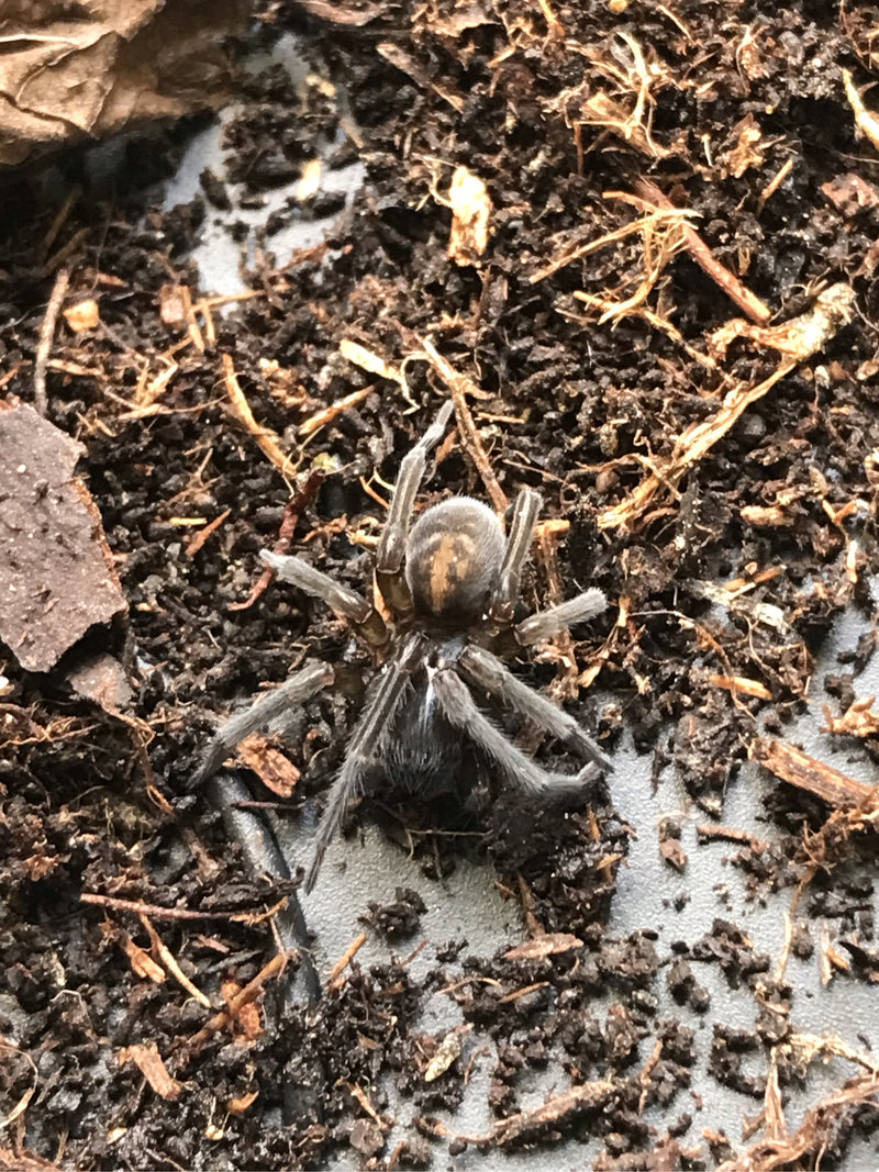 Eine Finsterspinne sitzt auf einem Untergrund aus dunkler Walderde und Holzstückchen. Das Tier ist von oben gut zu erkennen.