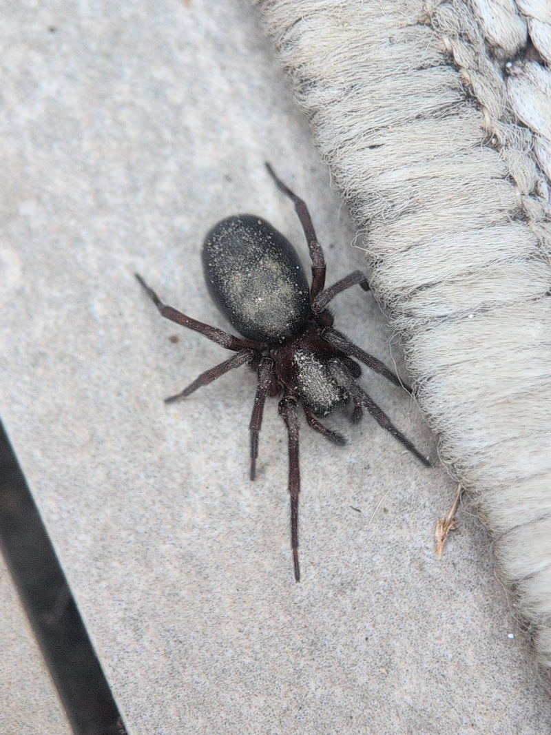 Finsterspinne — Bild 4