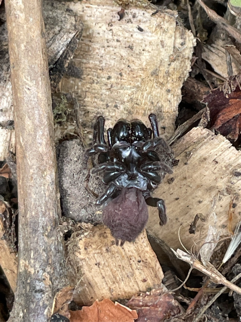 Finsterspinne — Bild 1