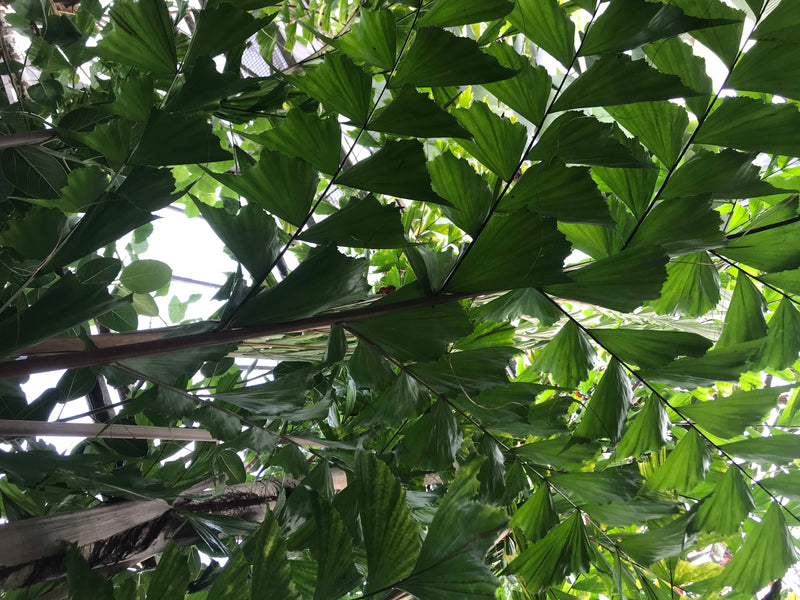 Fischschwanzpalme — Bild 3 von 6