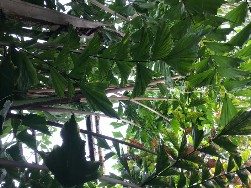Fischschwanzpalme — Bild 4 von 6