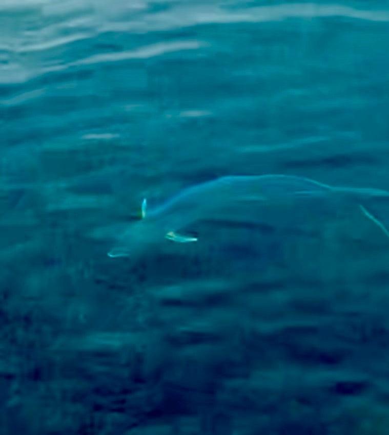 Flötenfisch — Bild 1 von 1